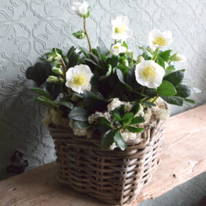 Photo showing a sample of a seasonal planted basket containing helebore plants, available to order from Kensington flowers London