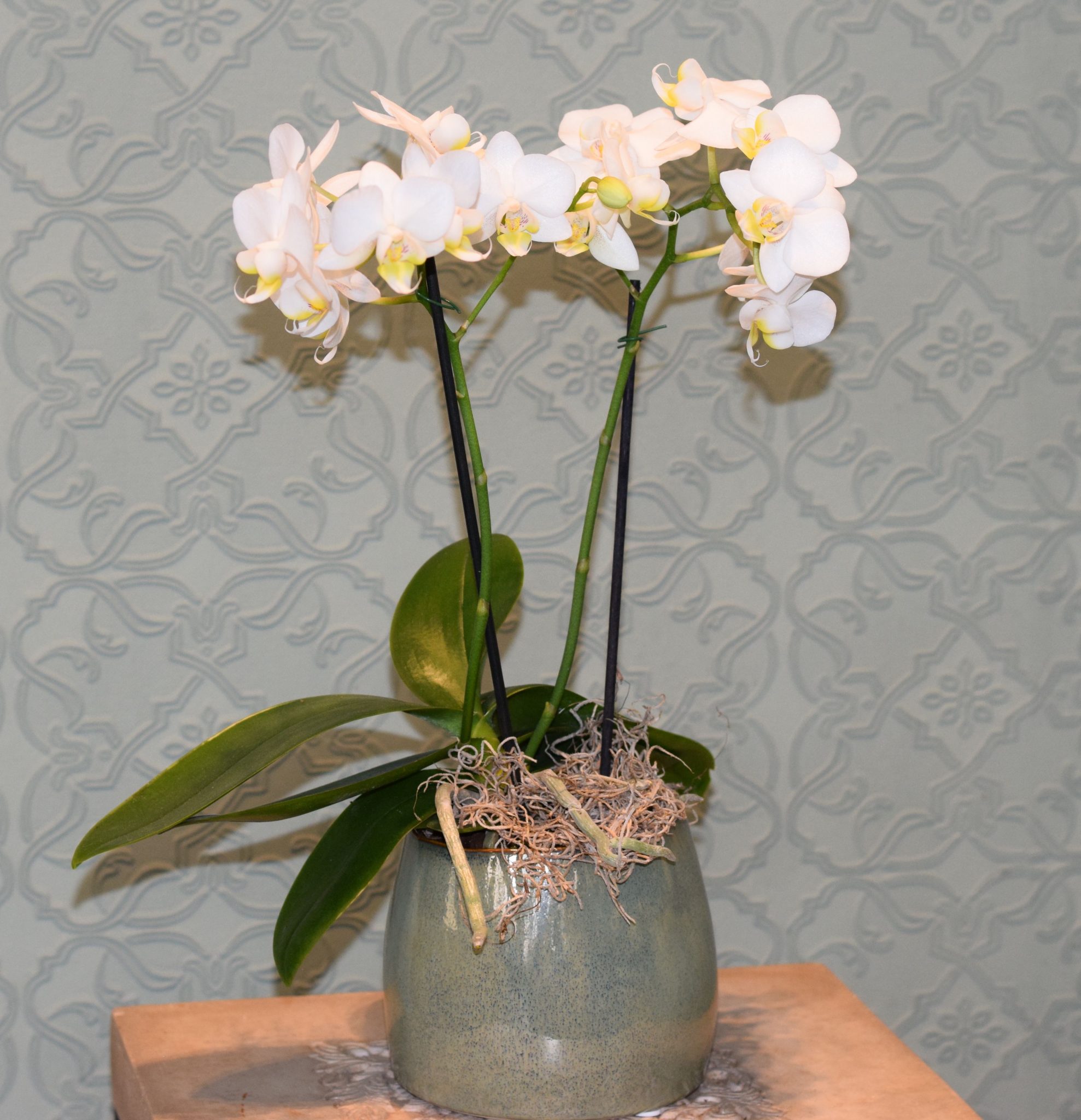 Mini Orchid Plants Kensington Flowers