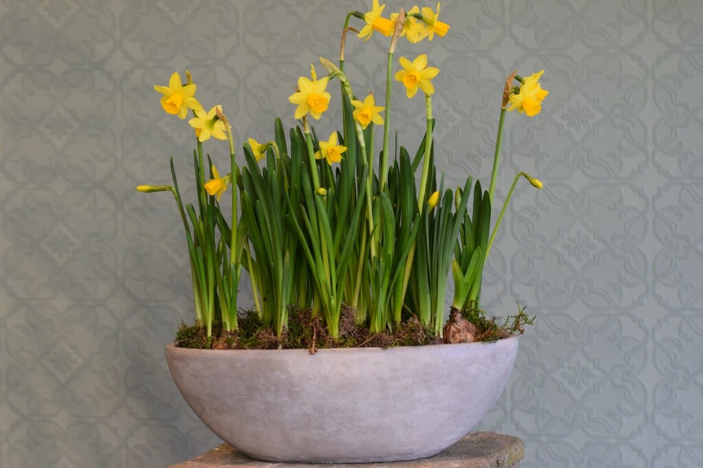 Container of Seasonal Plants - Narcissi tete a tete Kensington flowers