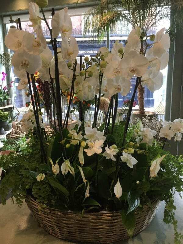 Orchid basket Kensington Flowers