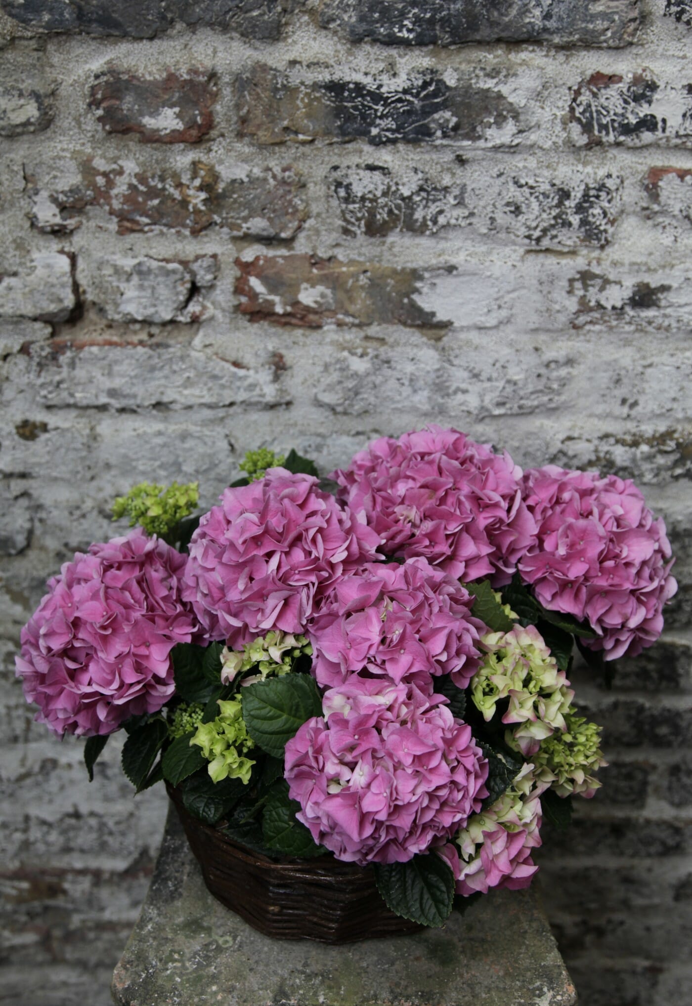 Single Seasonal Flowering Plant Kensington Flowers