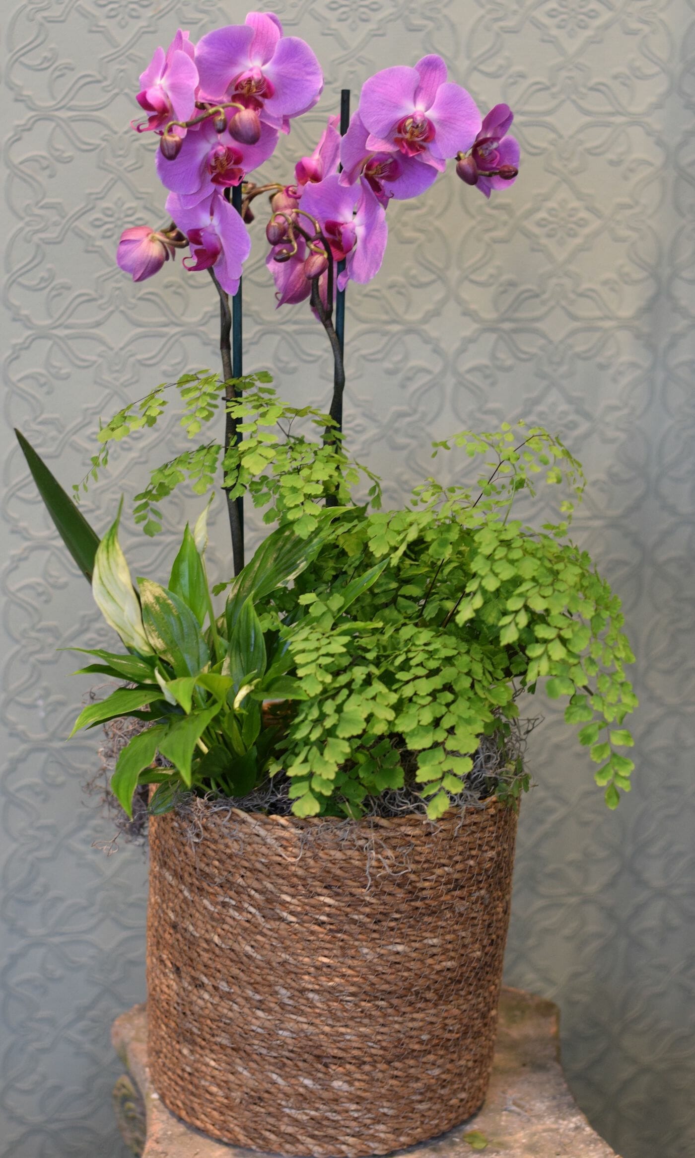 Orchid basket Kensington Flowers