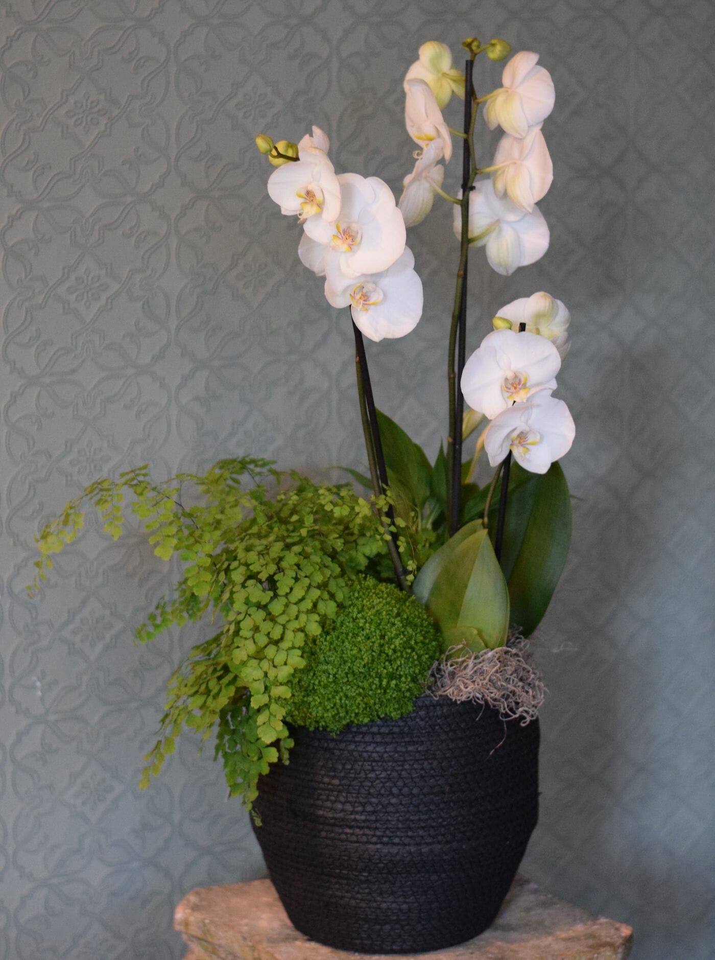 Orchid basket Kensington Flowers