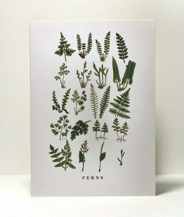 Photo showing an 'Assorted Ferns' illustrated gift card from Wildfolk Prints available to buy from Kensington Flowers