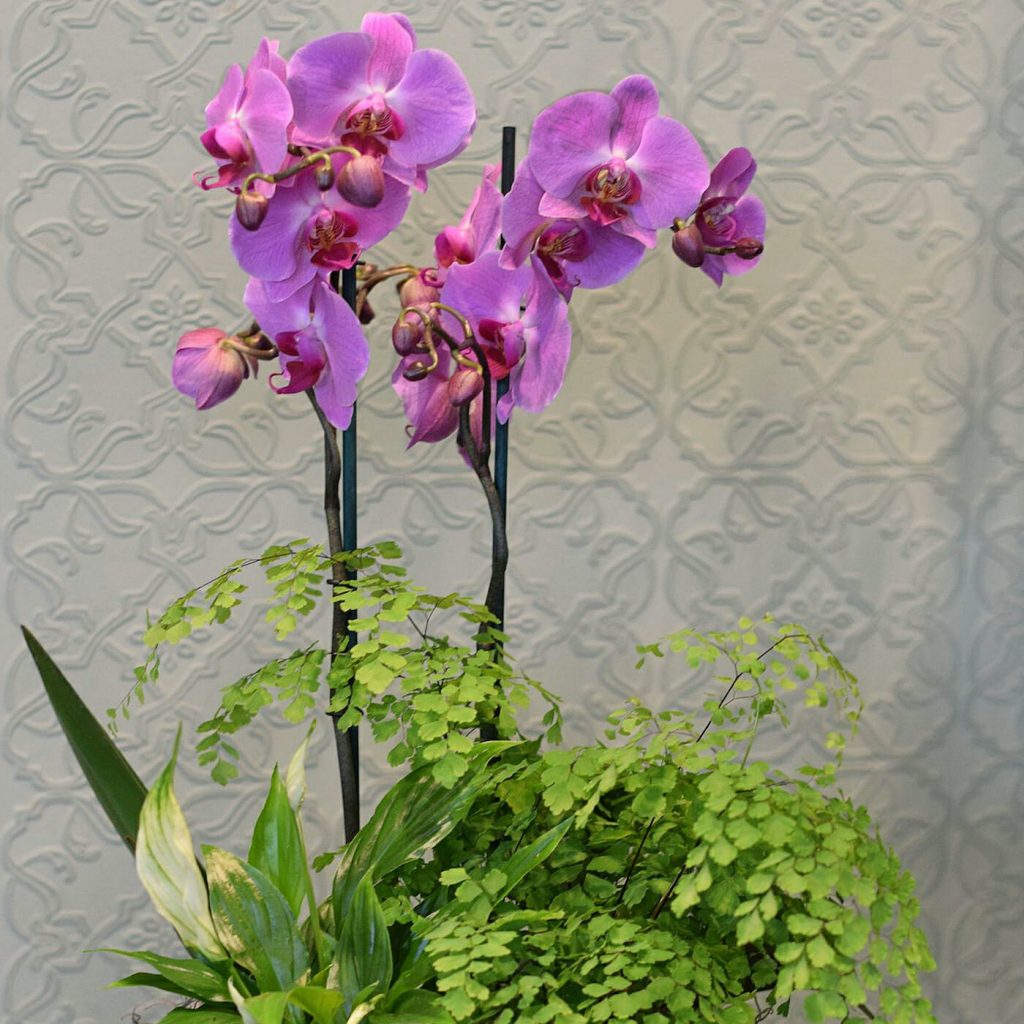 Orchid basket Kensington Flowers