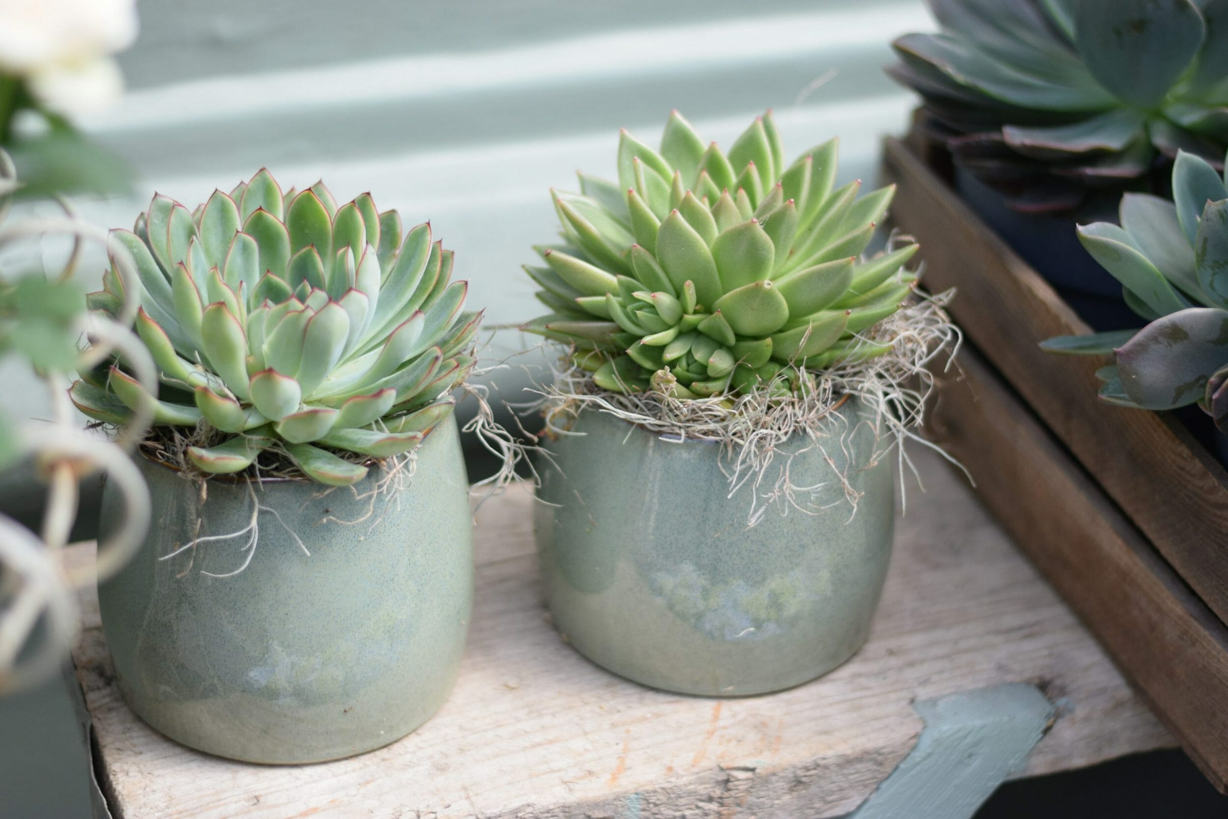 succulents potted plants pots pot cactus houseplant kensington flowers florist london