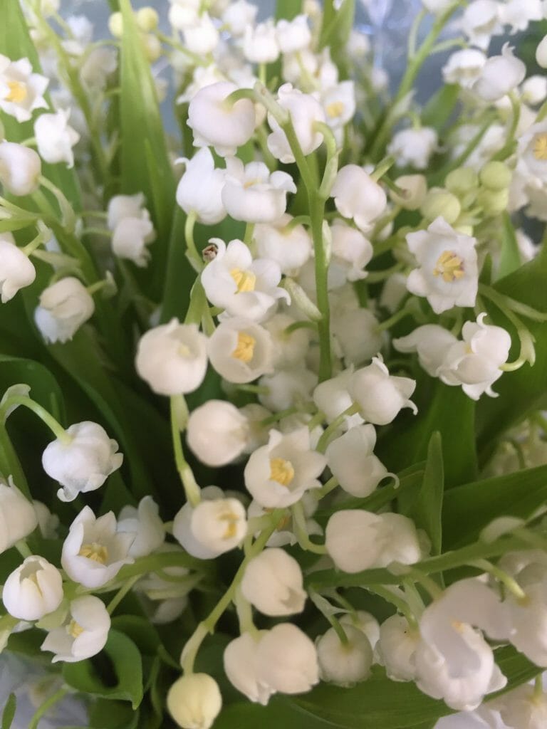 Lily of the valley image