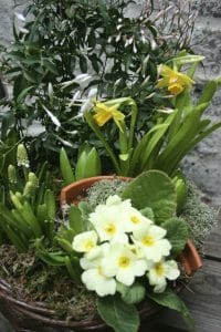 Photo showing a sample of a Spring planted basket, including yellow primroses, mascari and narcissi Kensington flowers
