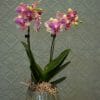 A luxury single pink colour Mini orchid Plant in a green ceramic pot available from Kensington flowers
