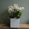 Sample of a luxury container of mini white orchid plants, available to order from K