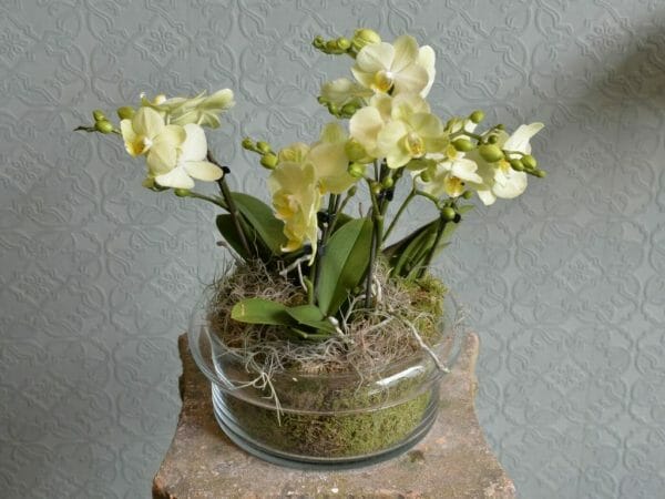 Photo showing 3 green Mini Orchid plants in a Glass Bowl available to order from Kensington flowers