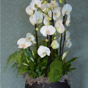 Photo showing a White orchid basket, with mixed complimentary plants available to order from Kensington Flowers