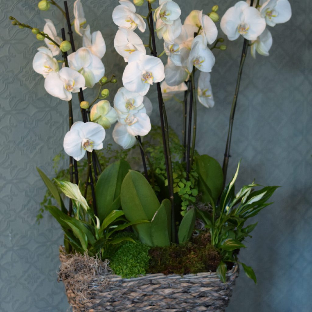 Orchid basket Kensington Flowers
