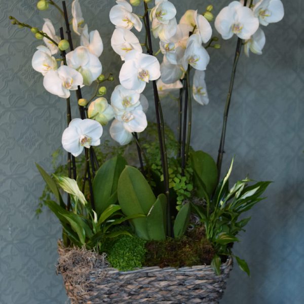 Photo showing a White orchid basket, with mixed complimentary plants available to order from Kensington Flowers