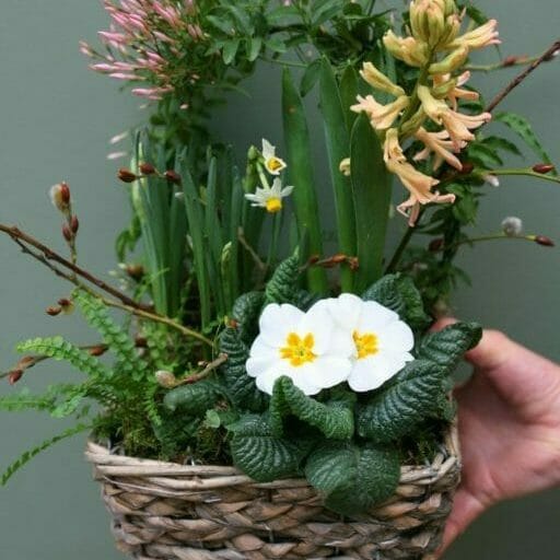 Photo showing a sample of a Planted spring basket available from Kensington flowers London