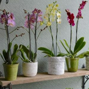 Photo showing a selection of single orchid plants in containers lined on a shelf Kensington flowers