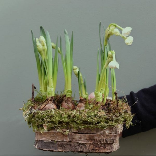 Photo showing a sample of a planted seasonal basket of spring bulbs available to order from Kensington flowers London
