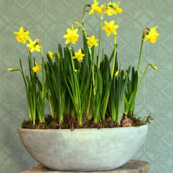 Container of Seasonal Plants - Narcissi tete a tete Kensington flowers