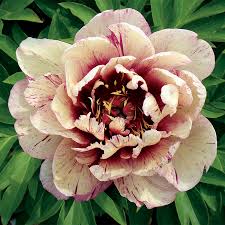 Peony Peonies Chelsea Flower Show Flowers New Flowers 2019 gardening floral arrangement