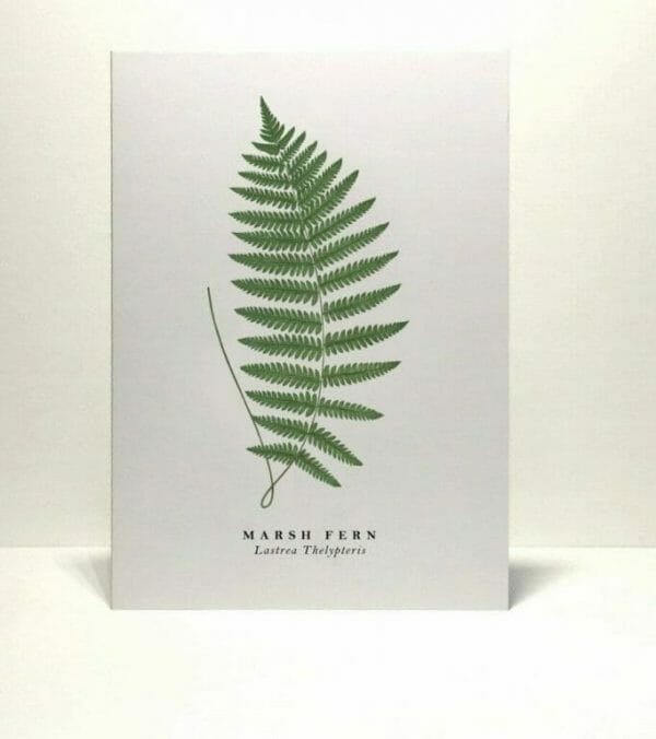 Gift card Marsh fern illustration from Wildfolk Prints available to buy from Kensington Flowers