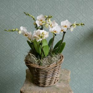 Photo showing a sample of a basket of mini white orchid plants available to order from K