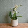 Sample of a luxury single white min i orchid in a pot available to order from K