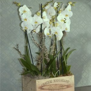 4 double stem luxury White orchid plants in a wooden wine box available from Kensington flowers