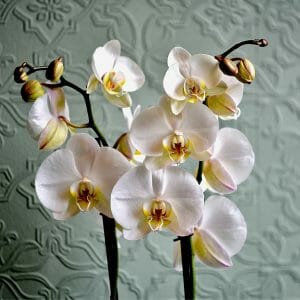 Photo showing a sample of a white Orchid Planted basket, Kensington flowers, London