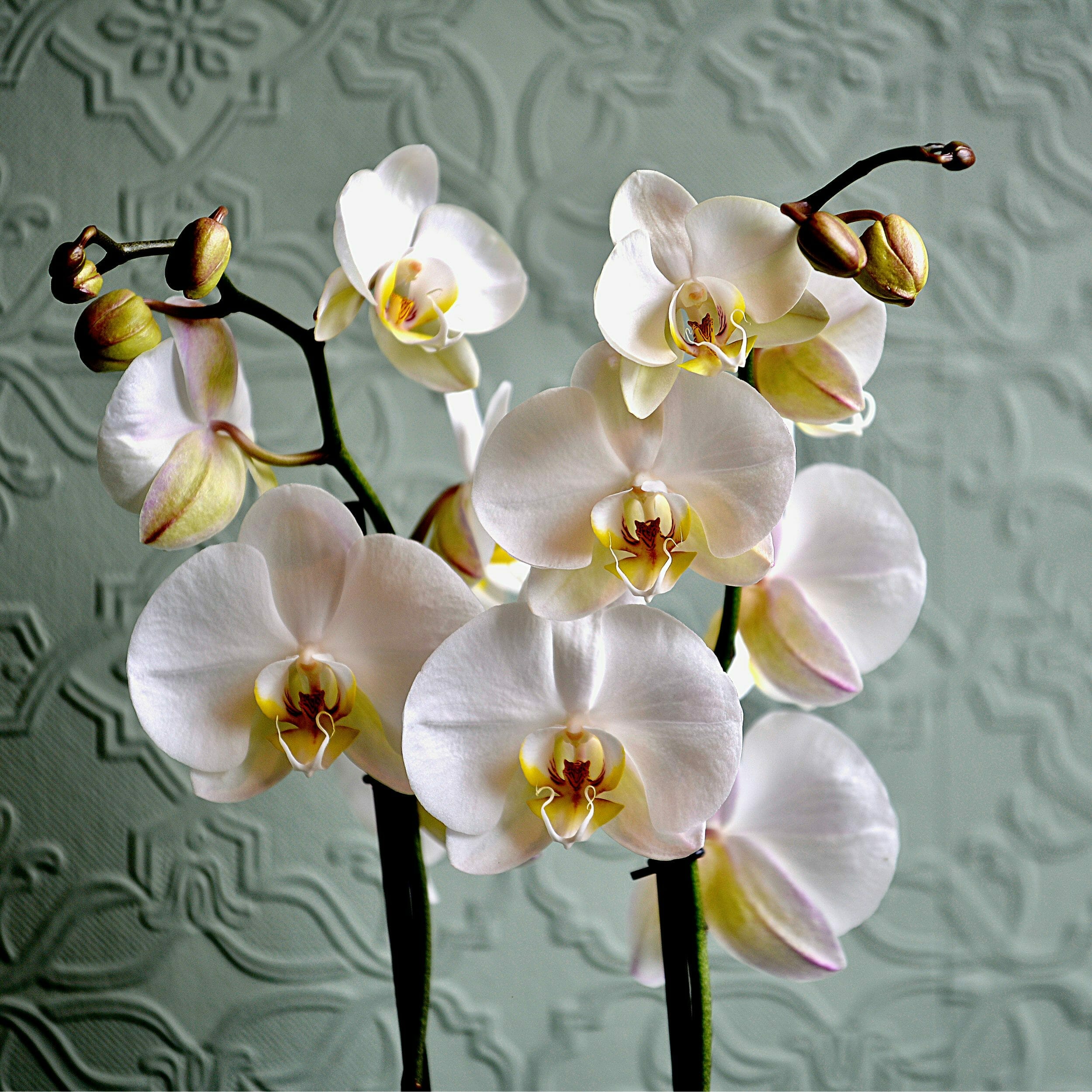Orchid How to