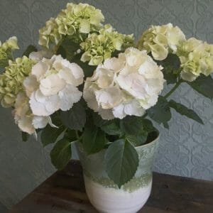 Sample photo of a single Seasonal Plant in Pot - Hydrangea