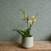 Sample of a luxury single green coloured mini orchid plant in a container, available to order from K