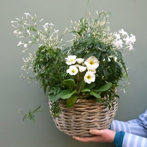 Photo showing a sample seasonal flowering planted basket, available from order from Kensington flowers London